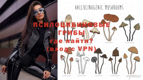 ГАЛЛЮЦИНОГЕННЫЕ ГРИБЫ Белокуриха