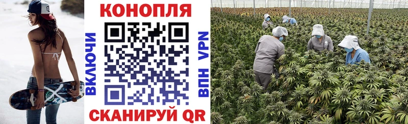 kraken ТОР  где продают   Велиж  Бошки Шишки сатива 